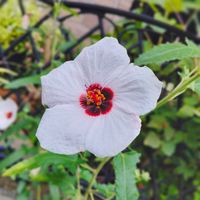 アメリカンブルー,コムラサキ,ポーチュラカ,ムラサキシキブ,キンミズヒキの画像