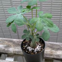 アデニア・グラウカの画像