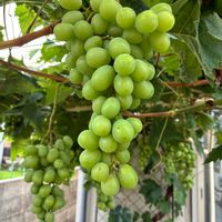 ブドウ,マスカット,鉢植え,果物,癒しの画像