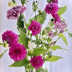 ダリア,ホトトギス,小菊,白花ホトトギス,切り花の画像