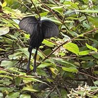 クヌギ,アベリア,アベリア,アゲハチョウ,オオカナダモの画像