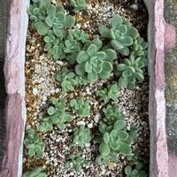 多肉,多肉植物,葉挿し,おはな,おはな葉挿しⓚの画像