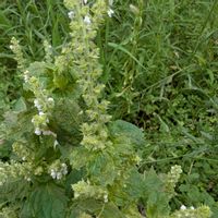シソ,バジル,青紫蘇,花壇,玄関アプローチの画像