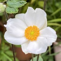 シュウメイギクの画像