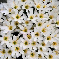 フィカス・アルテシマ,たますだれの画像