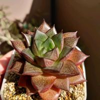 シャビアナ,シャビアナ,大和錦,多肉植物,多肉初心者の画像