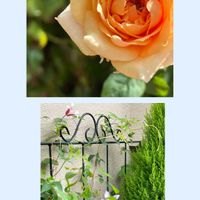 クレマチス,バーベナ,クレマチス ハーグレイ ハイブリッド,クレマチス  エール フクシマ,花のある暮らしの画像