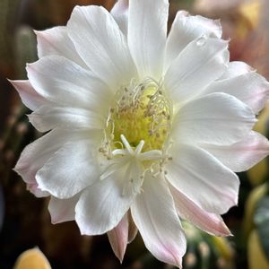 サボテンの花,花のある暮らし,自然の恵み,小さな幸せ,その他部屋の画像