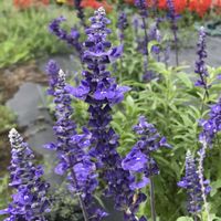 クフェア,サルビア,ニチニチソウ,秋桜(コスモス),可愛いの画像