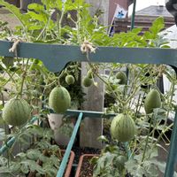 スイカ,鉢植え,ガーデニング,家庭菜園,庭の画像