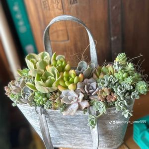 多肉植物,多肉寄せ植え,多肉植物のある暮らし,オープンカレッジ講座の画像