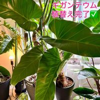モンステラ,フィロデンドロン,モンステラ デリシオーサ,フィロデンドロンナロー,癒しの空間の画像