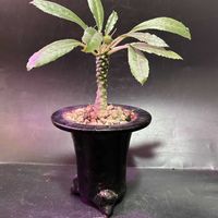 多肉植物,観葉植物,塊根植物,コーデックス,珍奇植物の画像