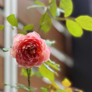 ナチュラルガーデン,花のある暮らし,花は癒やし♡,ばら バラ 薔薇,庭の画像