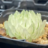 ハオルチアの画像