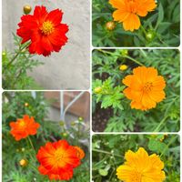 コスモス,キバナコスモス,可愛い,ビタミンカラー,小さな花壇の画像