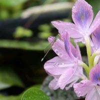 ホテイアオイ,熱帯睡蓮　オーキッドスター,ビオトープ,水生植物,花のある暮らしの画像