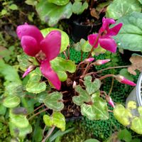 シクラメン,開花,球根植物,夏越し,大好きな花の画像