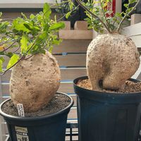 フォッケア・エデュリス,オトンナ・シクロフィラ,多肉植物,珍奇植物の画像