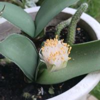 マユハケオモトの画像