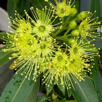 鉢植え,花のある生活,自宅の花,自宅の庭,花好き倶楽部の画像