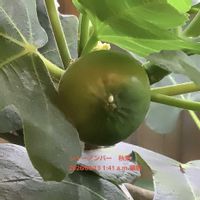 イチジク,いちじく,室内栽培,鉢栽培,2年生の画像