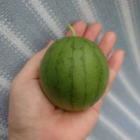 スイカ,今日の一枚,甘い❤,家庭菜園の画像