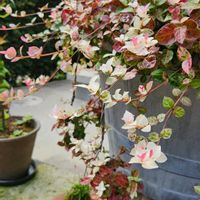 ハツユキカズラ,お友達の庭,お出掛け先から…の画像