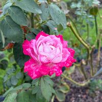 バラ,岐阜県,多肉男子,ばら バラ 薔薇,岐阜の画像