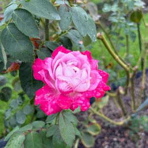 バラ,岐阜県,多肉男子,ばら バラ 薔薇,岐阜の画像