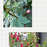 チェリーセージ,ローゼル,ハーブ,切り戻し後,初めて育てるの画像
