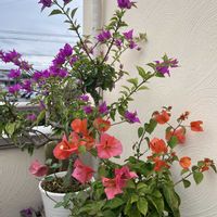 ブーゲンビレア,鉢植え,楽しみ〜,花のある暮らし,癒しのひと時の画像