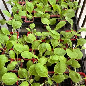 小さな畑,種から育てる,野菜の播種,家庭菜園の画像