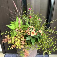 リシマキア,ワイヤープランツ,パープルファンテングラス,セロシアスマートルック・ロマンティカ,咲いてくれてありがとう❤の画像