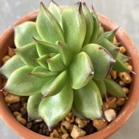 エケベリア,ワイルドホース,ワイルドホース,多肉植物,多頭の画像