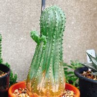 ユーフォルビア,癒し,福岡,植物のある暮らし,庭の画像