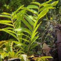 アリストロキア サルバドレンシス,観葉植物,鉢植え,アリストロキア属,平和を願う☆の画像