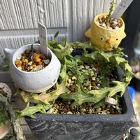 セロペギア ギキー,多肉植物,セロペギア属,多肉女子,I love the Earth.の画像