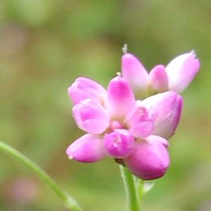 ママコノシリヌグイ,雑草,山野草,野草,可愛らしいの画像