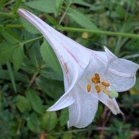 ユリ,高砂百合の画像