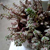 トリカラー,コーカサスキリンソウ,多肉植物,挿し芽の画像