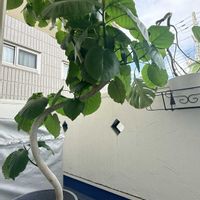 フィカス　ウンベラータの画像