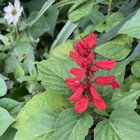 カンナ,サルビア,ベゴニア,ペンタス,ハナツルソウ(花蔓草)の画像
