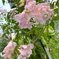 ノウゼンカズラ,ピンクノウゼンカズラ,ナチュラルガーデン,花木,お庭の花たちの画像