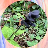 コムラサキ,シャインマスカット,サルビア ファリナセア(ブルーサルビア),ブルメリア,きく  菊の画像