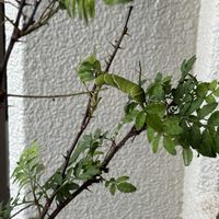 山椒,アゲハ 幼虫の画像