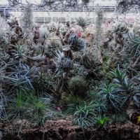 エアプランツ,観葉植物,ブロメリア,着生植物,植物のある暮らしの画像