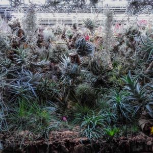 エアプランツ,観葉植物,ブロメリア,着生植物,植物のある暮らしの画像