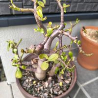 花月,金のなる木,観察,多肉植物,グリーンの画像