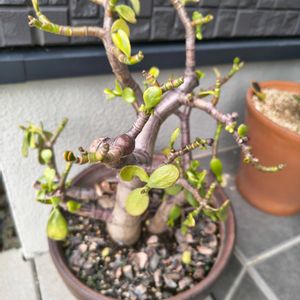 花月,金のなる木,観察,多肉植物,グリーンの画像